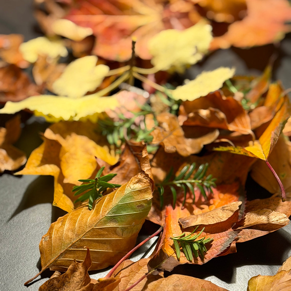 Brunch og efterårseventyr på slottet  - fredag 16. oktober kl. 10-11.30