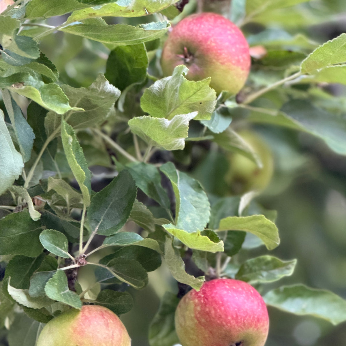 Das große Kuchenbüfett in den Gemächern des Königs am Sonntag, den 11. Oktober 2026