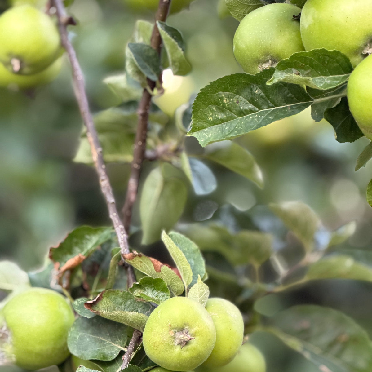 Das große Kuchenbüfett in den Gemächern des Königs am Sonntag, den 11. Oktober 2026