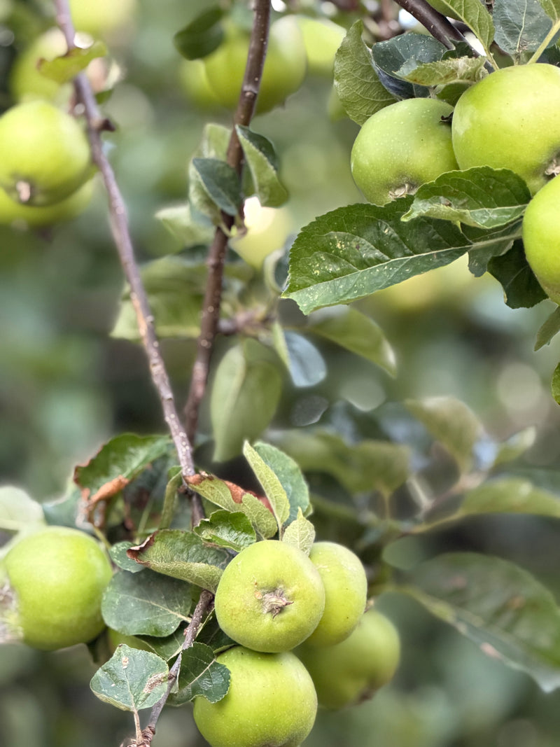 Das große Kuchenbüfett in den Gemächern des Königs am Sonntag, den 11. Oktober 2026